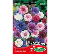 Germisem Graines Centaurée FROSTY MIX