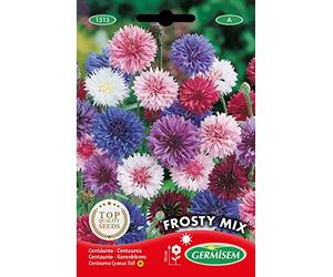Germisem Graines Centaurée FROSTY MIX