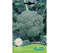 Germisem graines Chou Brocoli vert CALABRESA