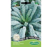 Germisem graines Chou NERO DI TOSCANA