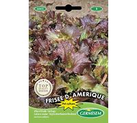 Germisem graines Laitue à couper FRISEE D´AMERIQUE