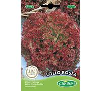 Germisem graines Laitue frisée LOLLO ROSSA