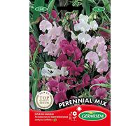 Germisem Graines Pois de senteur vivace varié PERENNIAL MIX