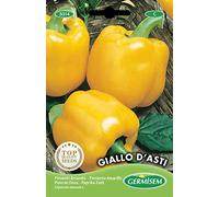 Germisem graines Poivron doux GIALLO D'ASTI