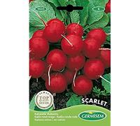 Germisem graines Radis rond rouge SCARLET