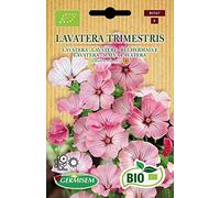 Germisem Lavatère Lavaterra trimestris ECBIO1547 Multicolore