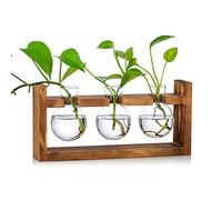 Glasseam Station de Propagation de Plantes, 3 Pcs Ampoule Vase en Verre | Terrarium Pot Planteur Avec Support en Bois, Vases Transparent à Fleurs, Maison, Cuisine, Table