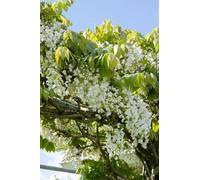 Glycine blanche - Wisteria floribunda « Longissima Alba » - 2 plants - Ø15cm