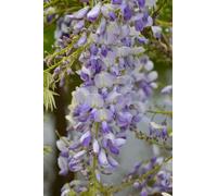 Glycine chinoise parfumée Wisteria sinensis « Caroline » - plante de jardin