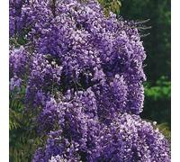 Glycine Fleuri Violacea Plena 2L - Plante de Jardin, Arbres fruitiers - la Décoration Parfaite pour Votre Propriété - Pour les Débutants et les Jardiniers Professionnels