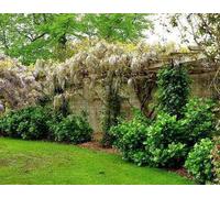 Glycine sin. 'Alba' - Glycine blanche de Chine 80-100 cm | Pot