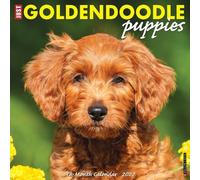 Goldendoodle Puppies 2027 Wall