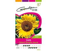 Gondian 166660 CP 1 Semences Soleil Géant Simple Jaune 1 x 8,1 x 16 cm