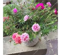 Graine coloré Portulaca, rose moussue Graine pourpier Double Flower Heat Tolerant, facile Semer des graines de fleurs en plein air 100 pcs/lot 1