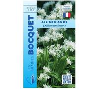 Graine - Semence - Ail des Ours - Allium ursinum
