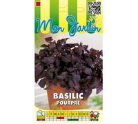 Graine - Semence - Basilic Pourpre