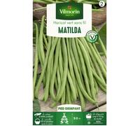 Graine - Vilmorin - Haricot Matilda