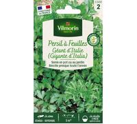 Vilmorin 3790542 Pack de Graines Persil Commun Géant d'Italie