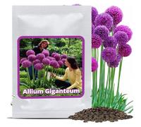 Graines d'Ail Géant (30 pcs) Allium giganteum,rustique & vivace-Fleurs violettes jusqu'à 150cm pour jardin & terrasses
