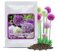 Graines d'Ail Géant (60 pces) Allium giganteum Mix Violet et Blanc-Semences Rustiques et Mellifères