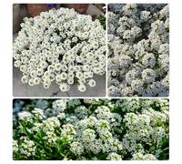 Graines d'alyssum douces à planter - Plus de 10 000 graines de tapis de neige couvre-sol, croissance faible pour couverture de sol, bordures de jardin et jardins de rocaille, attire les pollinisateurs