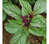 graines de basilic thaï 200 ++ AKA basilic pourpre thaï, basilic asiatique, Herb biologique