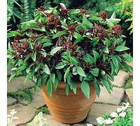graines de basilic thaï"Ocimum basilicum. épices et herbes médicinales graines de basilic parfumé de légumes bio, graines-100 fleurs pcs 1