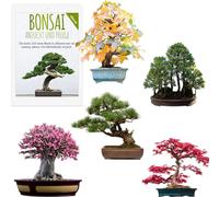 Graines de bonsaï exceptionnelles à haut taux de germination - Kit de graines pour créer ton propre bonsaï (lot de 5 avec eBook )