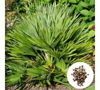 Graines de Chamaerops Humilis 'Vulcano' - Lot de 50 - Graines de palmier - Rustique - Palmier nain 'Vulcano'