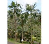 Graines de coccothrinax barbadensis - Palmier - Lot de 50