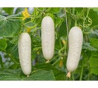 Graines de concombre White Wonder concombre blanc salade goût doux légèrement sucré productif sans amertume semences jardin balcon serre 12 graines Love My Nature