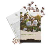 Graines de coton (Gossypium Herbaceum) à taux de germination élevé - Graines de coton pour plante de coton douce et à fleurs multiples