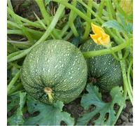 Graines de Courgette de Nice à fruits ronds