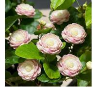 Graines de jasmin à planter, plus de 300 graines de jasmin double, fleurs parfumées jardin et extérieur, variété ancienne non OGM