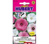 Graines de Lavatère - À Grande Fleur Variée - Sachet de 2 g - Environ 300 graines - Floraison juin à septembre