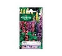 Graines De Lupin De Russel Varié Vilmorin