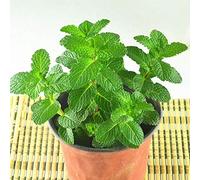 Graines de menthe verte 30 pièces Mentha spicata thé aux herbes de menthe citron colibri comestible biologique facile à cultiver des graines de plantes pour la plantation de jardin cour maison