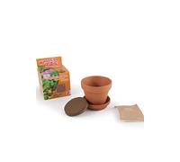 Graines de Mimosa pudica en pot de culture pour enfants