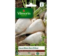 Graines De Navet Variété "Blanc Dur D'hiver" Vilmorin Semis De Juillet À Août