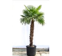 Graines de Palmier de Chine Trachycarpus Fortunei, Lot de 15