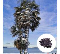 Graines de palmier - Lot de 1000 - Rustique - Trachycarpus Fortunei - Palmier chanvre
