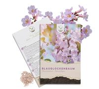 Graines de paulownia (Paulownia tomentosa, 300 graines) - L'arbre à la croissance la plus rapide au monde, avec des fleurs violettes en forme de clochettes