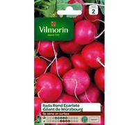 Graines De Radis Variété "Géant De Wurzbourg" Vilmorin Semis D'avril À Août