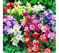 Graines De Rares，100 Graines De Ancolie À Double Fleur À Grande Fleur, Graines De Fleurs De Jardin En Plein Air Vivaces，Fleur Grai