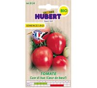 Graines de tomate bio - Cuor di bue - 30 graines - Reproductibles - Non traitées - Résistante aux maladies