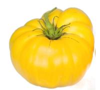 Graines de tomate, jaune Brandywine, tomates jaunes, tomates Heirloom non Ogm 50ct