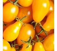 Graines de tomate poire jaune - Lycopersicon esculentum - 120 graines
