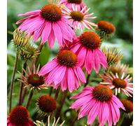 Graines d'échinacée rose 30 pièces (Echinacea purpurea) graines de plantes d'herbes de fleurs fraîches biologiques pour la plantation de jardin cour décor extérieur