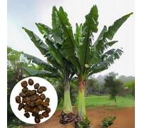 Graines d'Ensete Ventricosum - Lot de 50 - Graines exotiques - Croissance rapide - Bananier d'Abyssinie