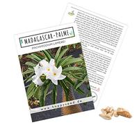 Graines exotiques de cactus avec taux de germination élevé - Lot de graines de plantes succulentes pour vos propres cactus magnifiques et fleuris 1x Madagascar-Palme